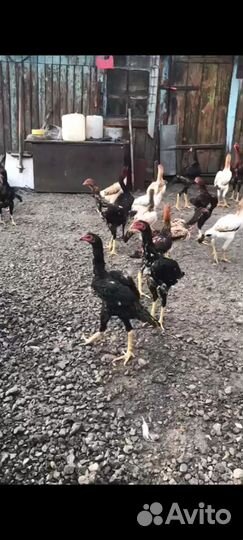 Бойцовые петухи