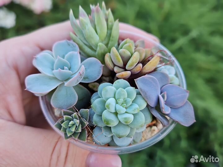 Растения, суккуленты