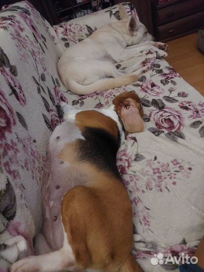 Передержка домашних питомцев