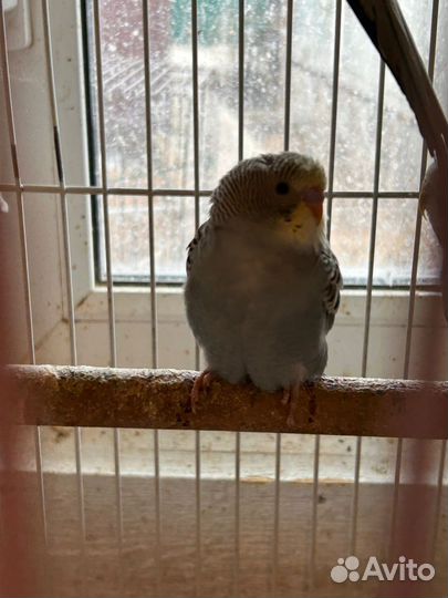 Волнистый попугай и Корелла