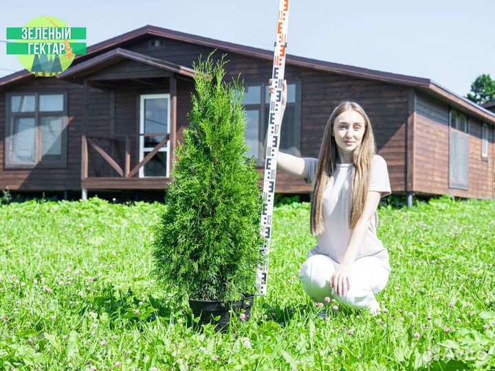 Туи смарагд 100 см свежая копка 2023