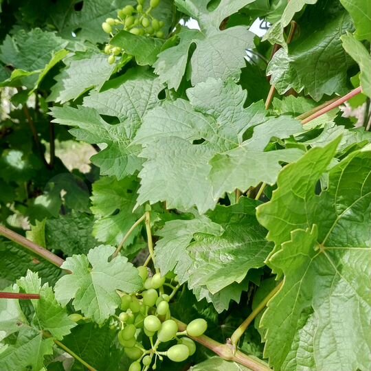 Дом 30,8 м² на участке 9,4 сот.