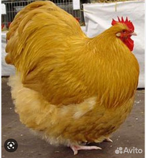 Цыпленок доминант