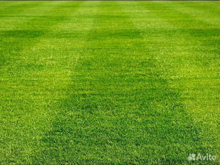 Рулонный газон Элитный