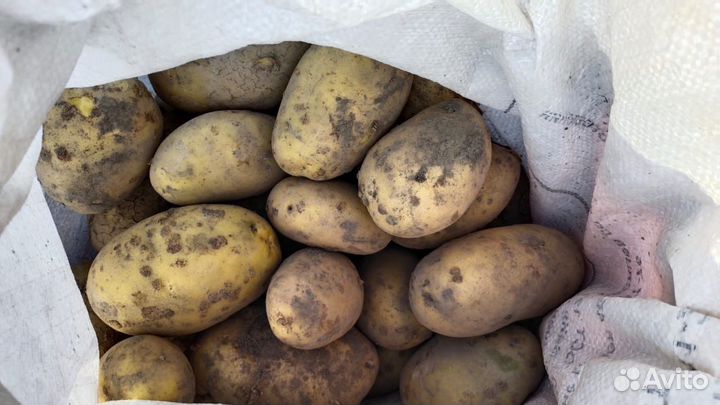 Продам картофель