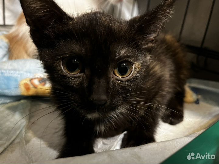 Котята бесплатно