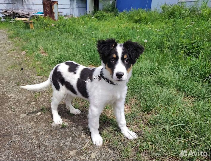 Щенок в добрые руки