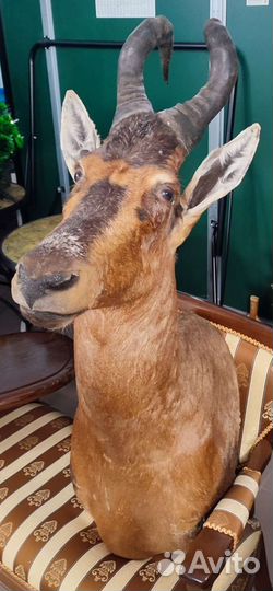 Чучело Бубал Лихтенштейна