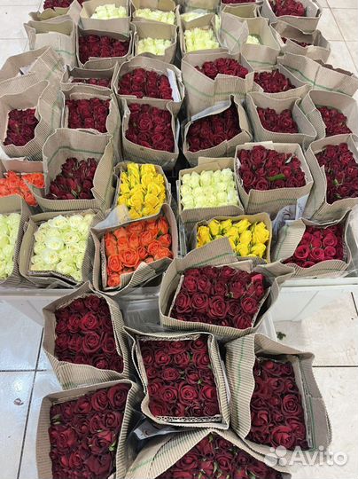 Кенийские розы