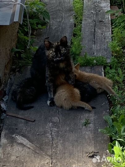 Котята 3,5 месяца