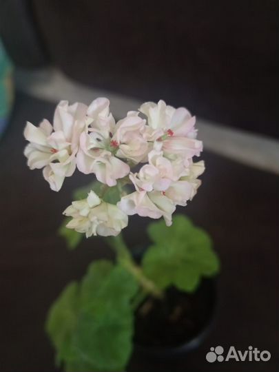 Пеларгония