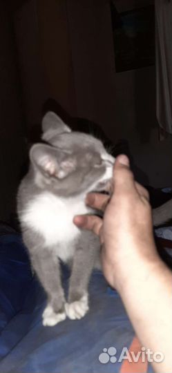 Котенок девочка