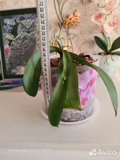 Орхидея фаленопсис