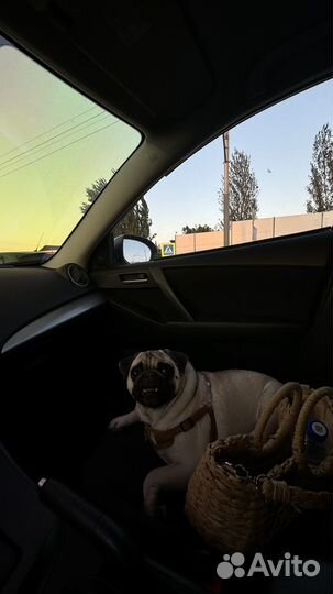 Передежка собак