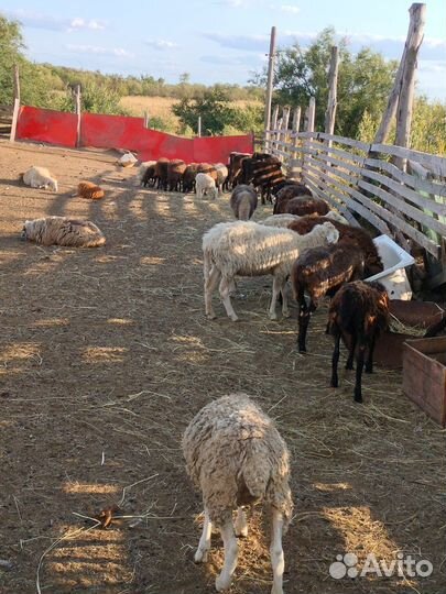 Овцы бараны ягнята