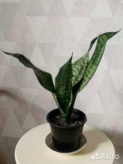 Комнатные растения