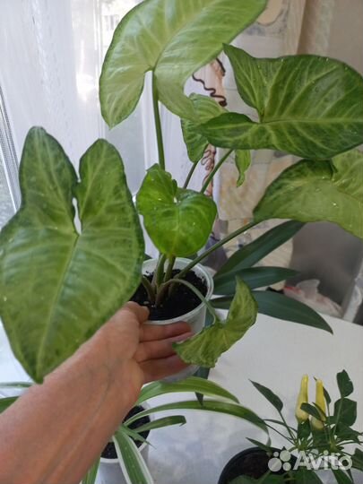 Комнатные растения и цветы