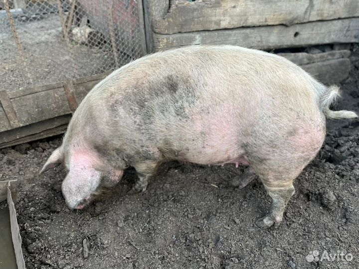 Свиноматка и боров