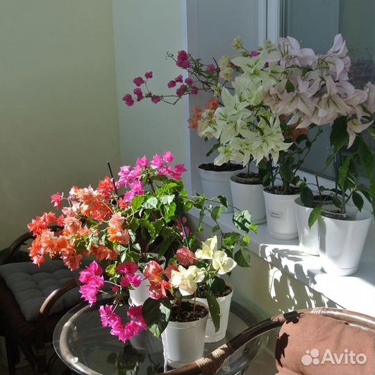 Укорененные черенки бугенвиллии