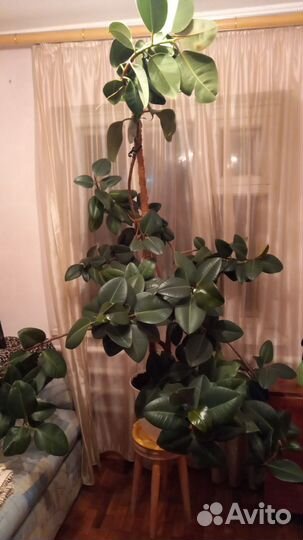 Фикус. 3000.Апшеронск