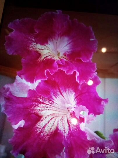 Стрептокарпус