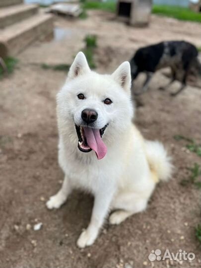 Шикарный красавчик в добрые ручки