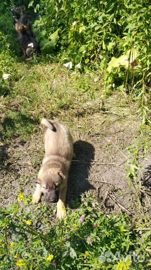 Отдам в добрые руки щенков