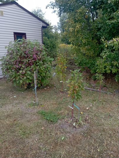 Дом 55 м² на участке 6 сот.