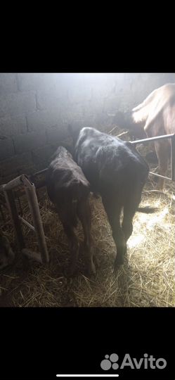 Корова дойная с теленком