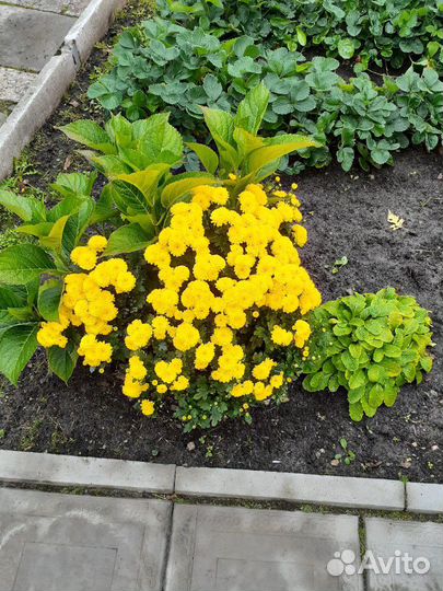 Хризантемы