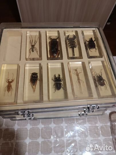 Коллекция насекомых в стекле