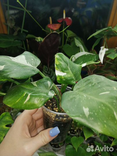 Комнатные растения цветы