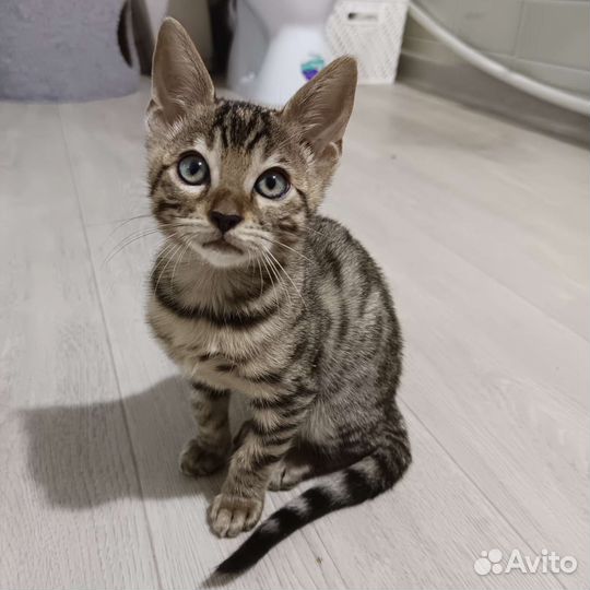 Бенгальская кошка