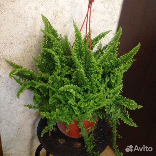 Папоротник с фото густой пышной красавец и др
