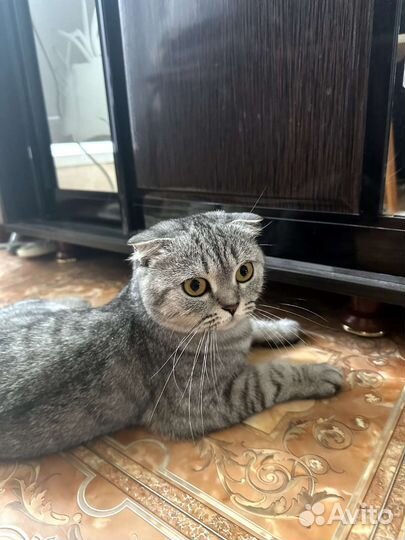 Кошки породистые бесплатно