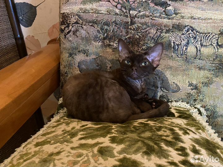 Девон рекс шоколадная Милена