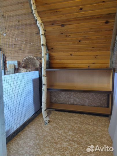 Передержка кошек, зооняня