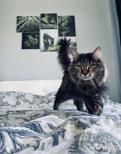 Индивидуальная передержка кошек и котов