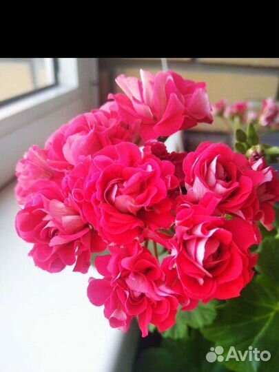 Пеларгония appleblossom и розебудная