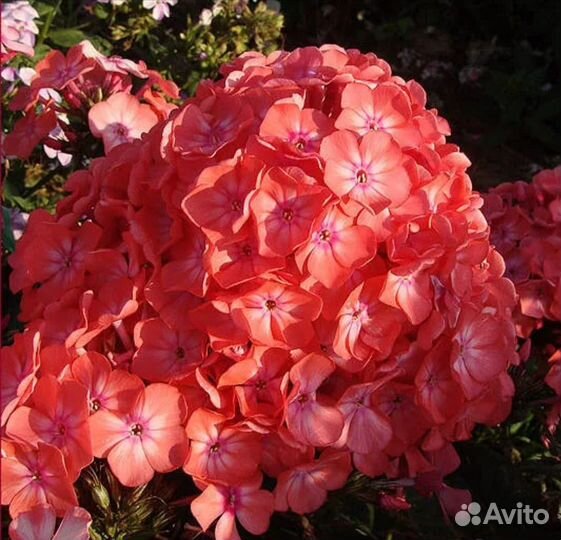 Астильба, флоксы, ромашка и другие многолетники