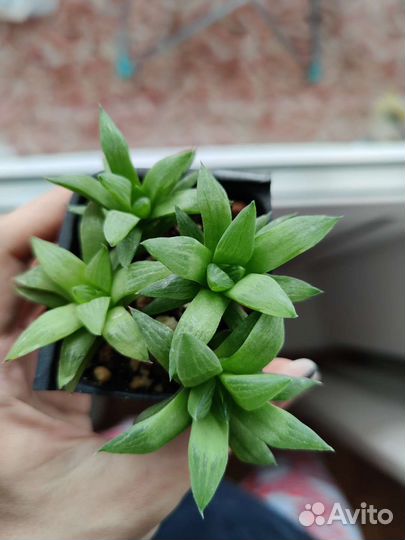 Хавортия ретуза, алоэ пепе, гастералоэ