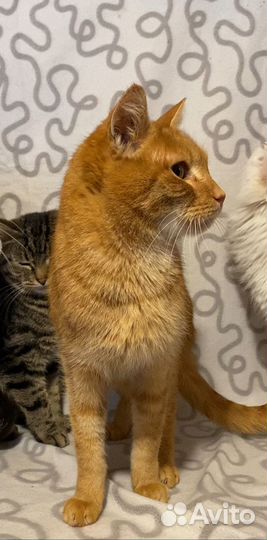 Рыжий кот