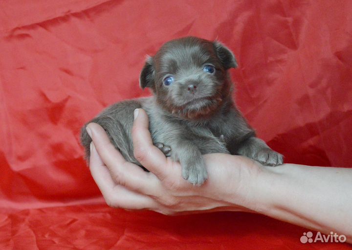 Чишки, девчонки и мальчишки