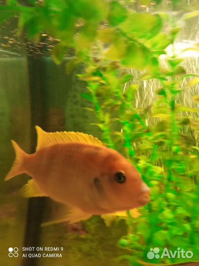 Рыба Цыхлиды