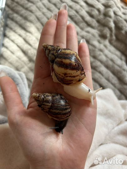 Улитки ахатины ретикулята