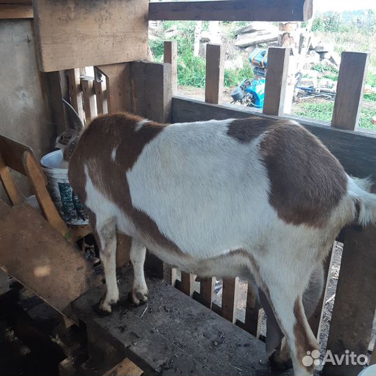 Продам дойную козу