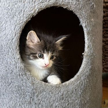 Норвежский лесной котёнок