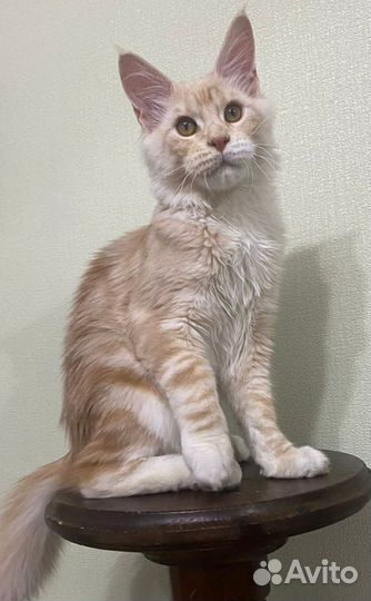 Марсель Аль Тойя