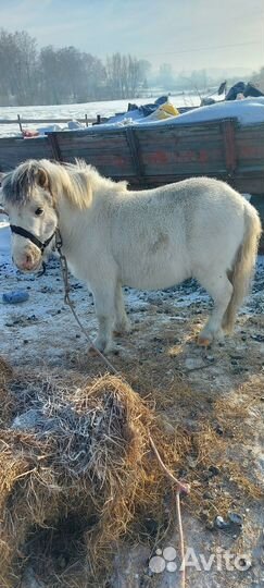 Пони жеребец