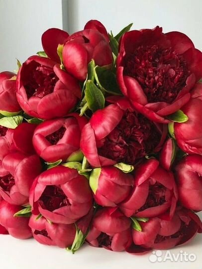 Букет из пионов